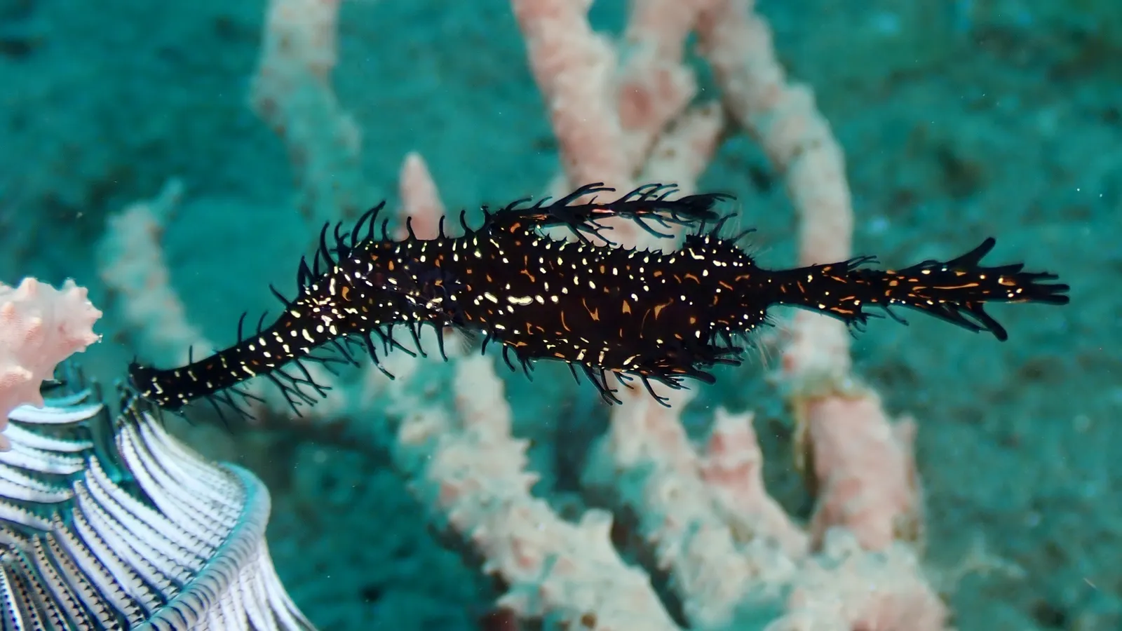 Macro reef life — Solenostomus paradoxus