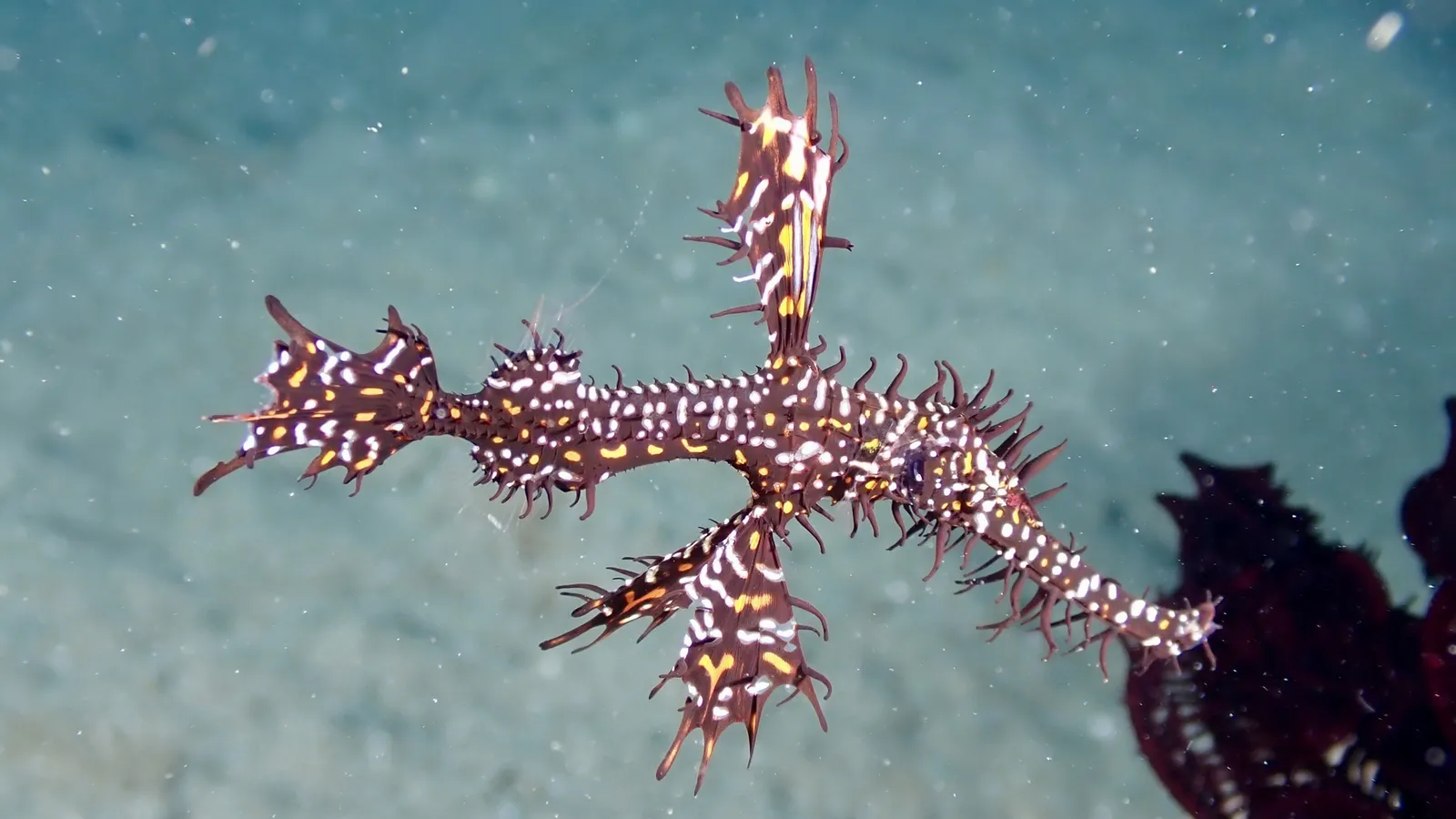 Macro reef life — Solenostomus paradoxus