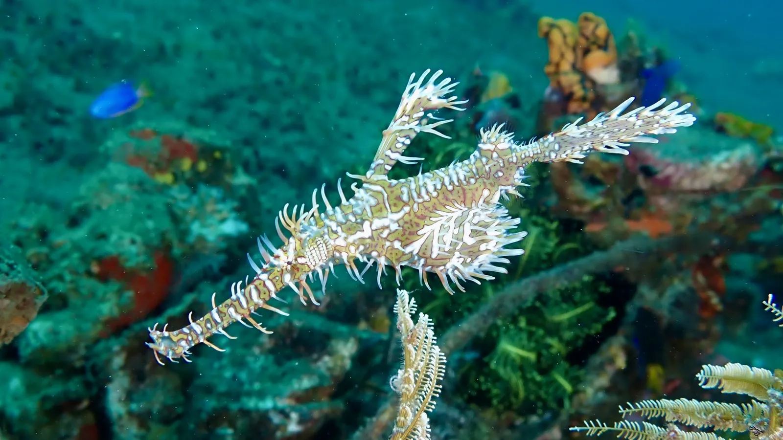Macro reef life — Solenostomus paradoxus