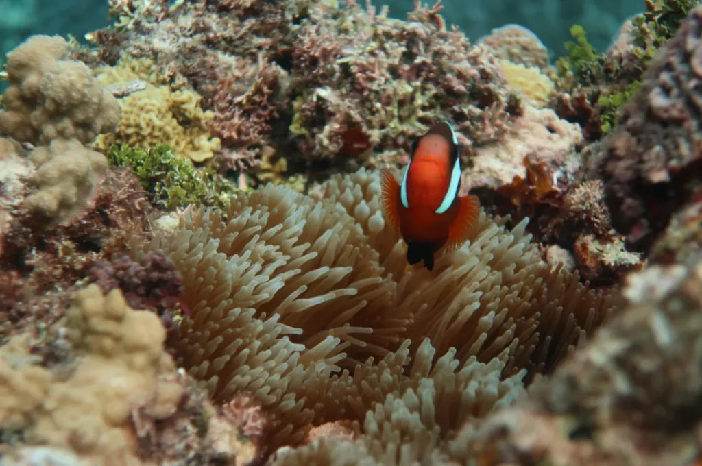 Identifying the Best Raja Ampat Luxury Liveaboard for Photographers in 2027