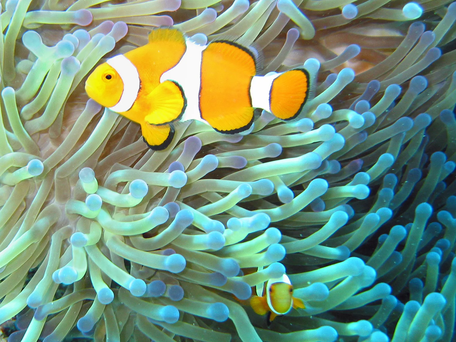 Macro reef life — Common clownfish