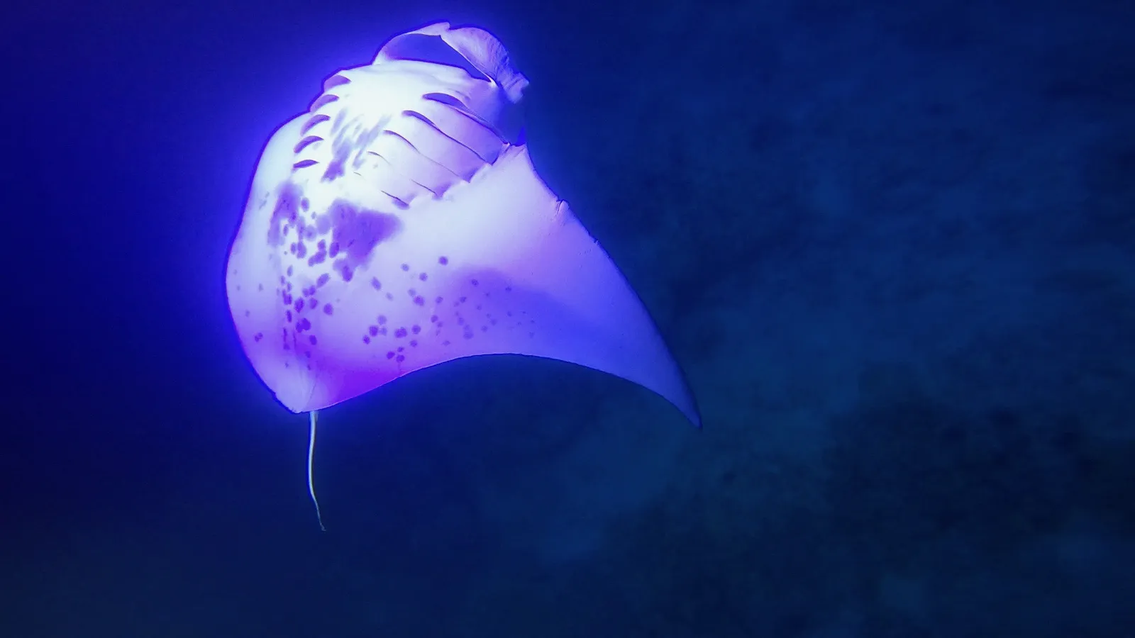 Manta ray — Manta Ray Swimming Upside Down