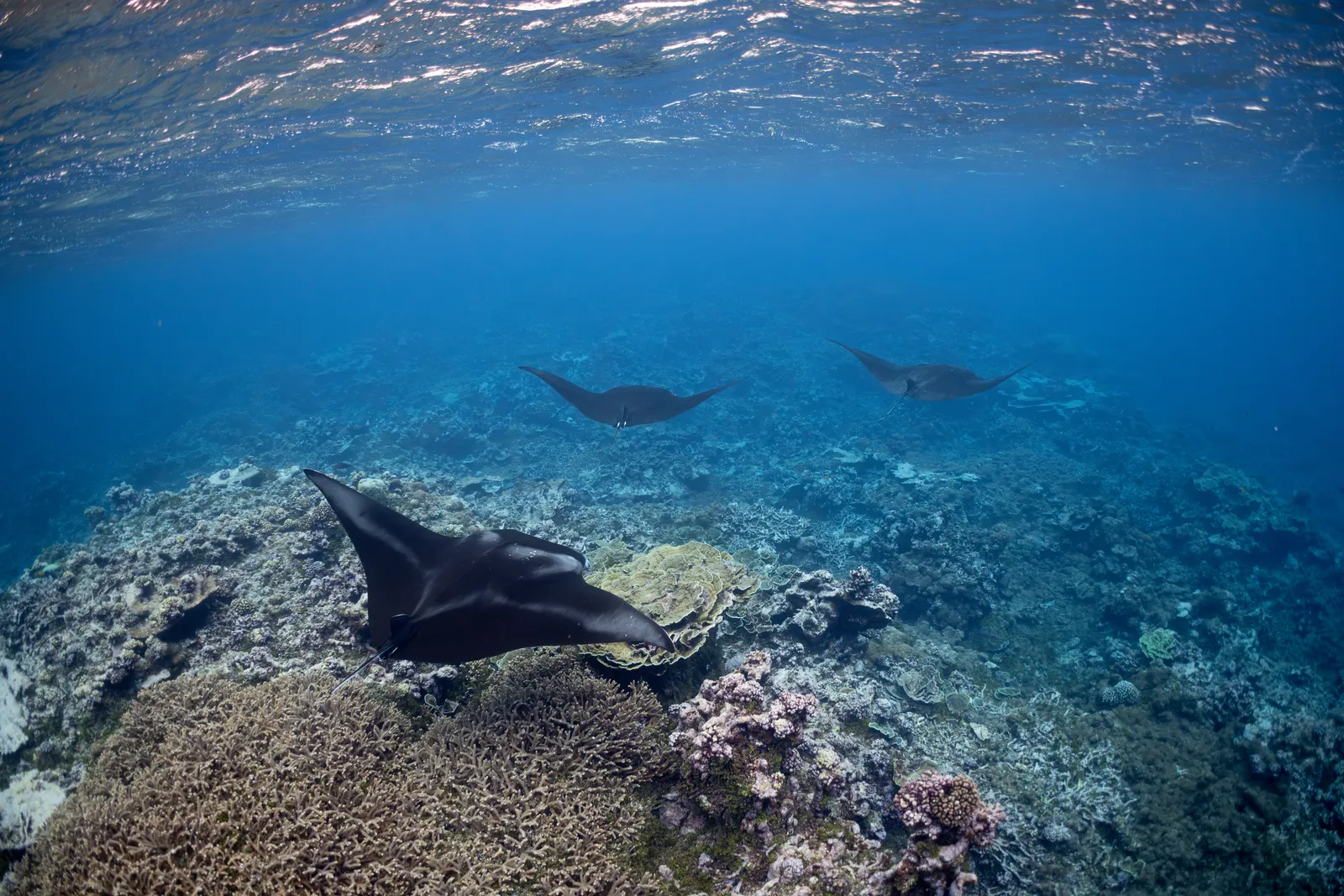 Manta ray — Manta ray at Palmyra Atoll