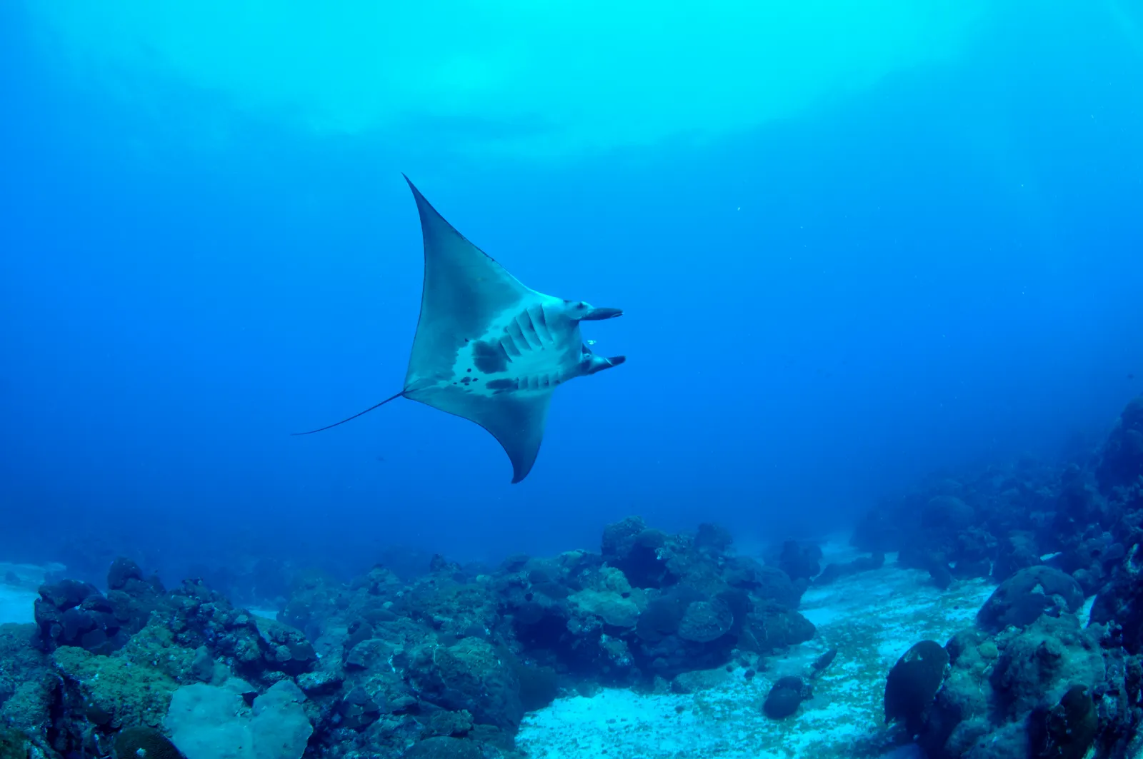 Manta ray — FGBNMS - manta ray