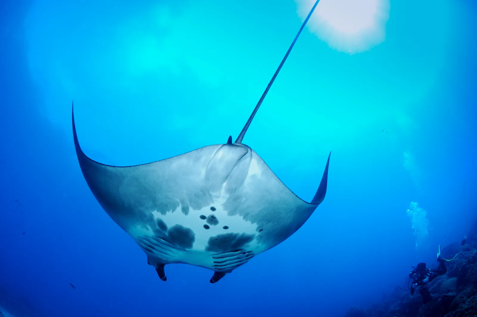 Manta ray — FGBNMS - manta ray