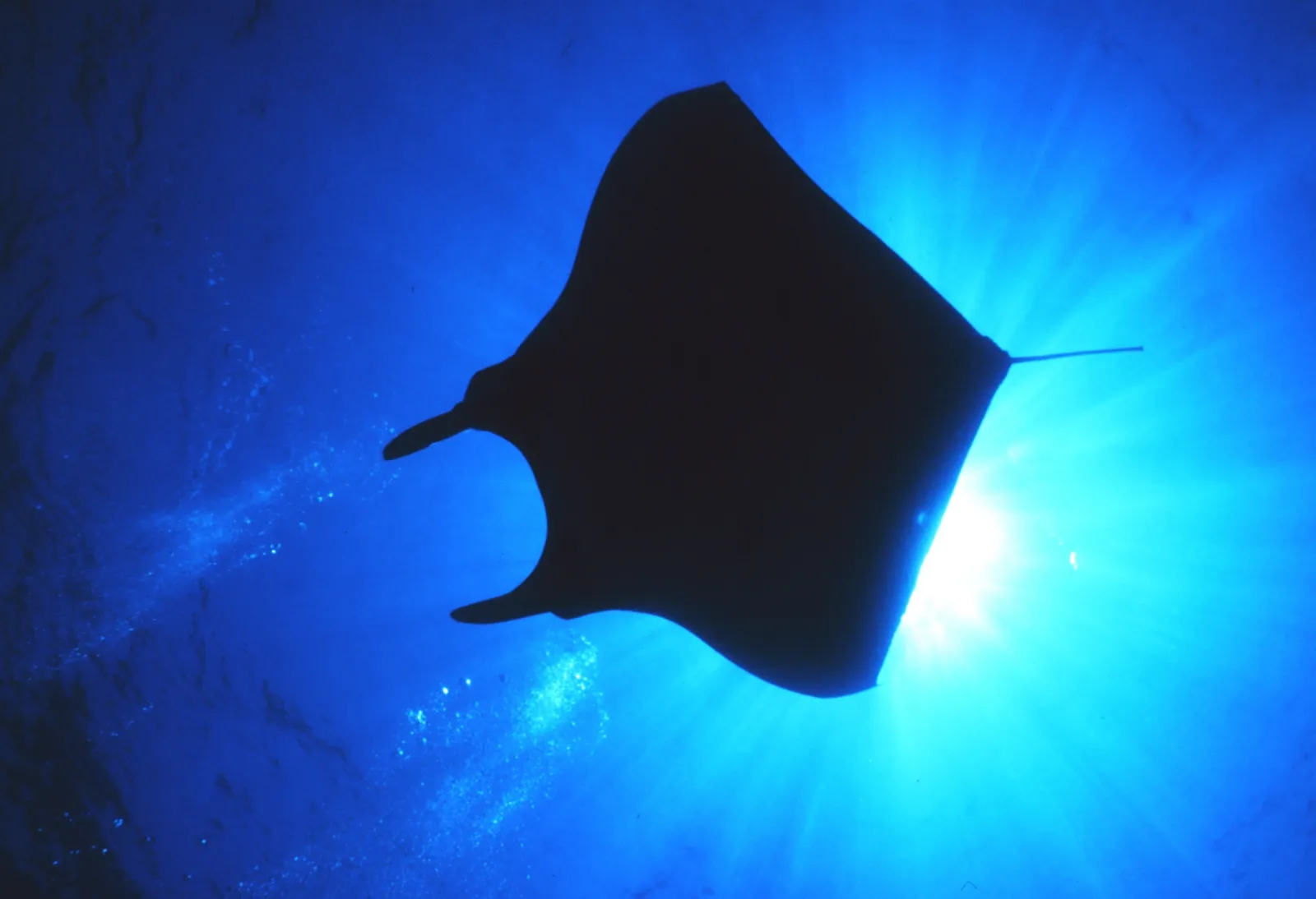 Manta ray — Manta birostris-NOAA