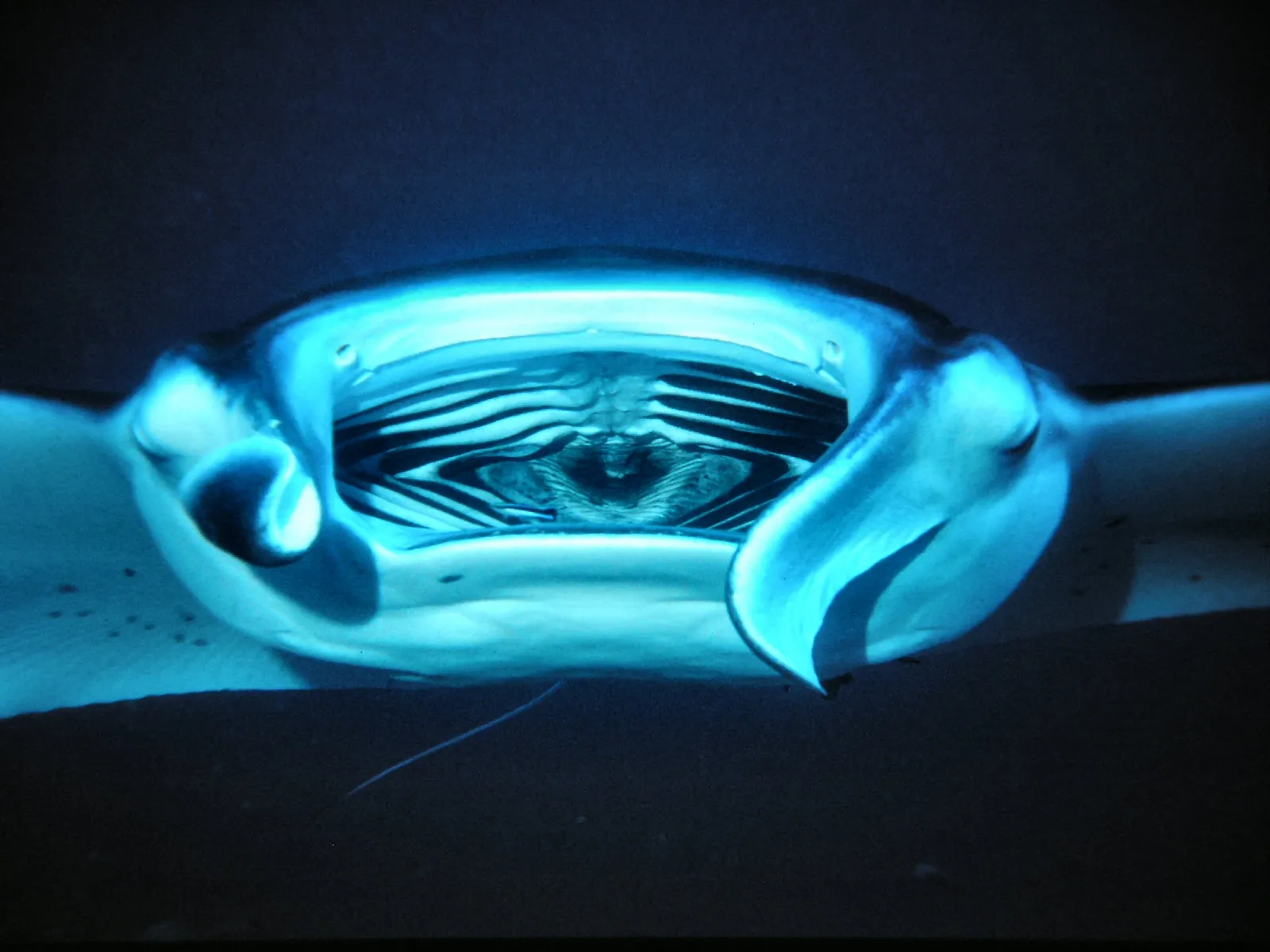 Manta ray — Reef Manta with cleaner fish