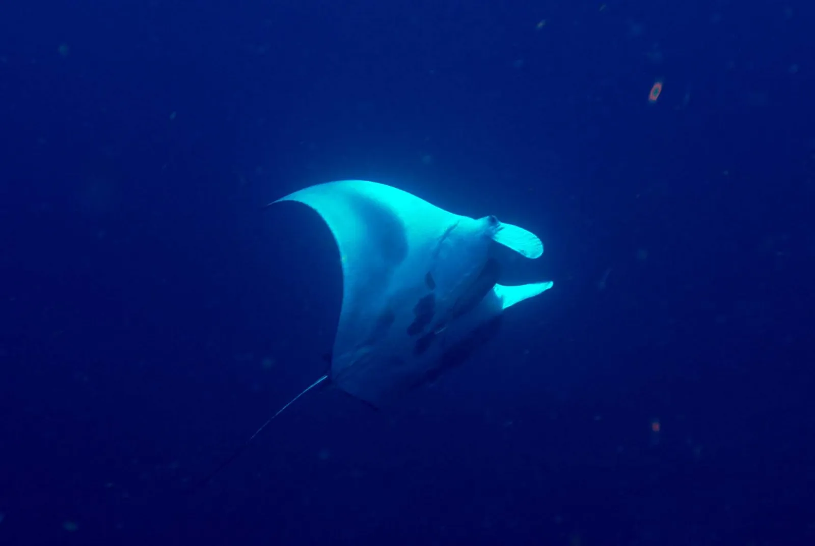 Manta ray — Sanc0496 - Flickr - NOAA Photo Library