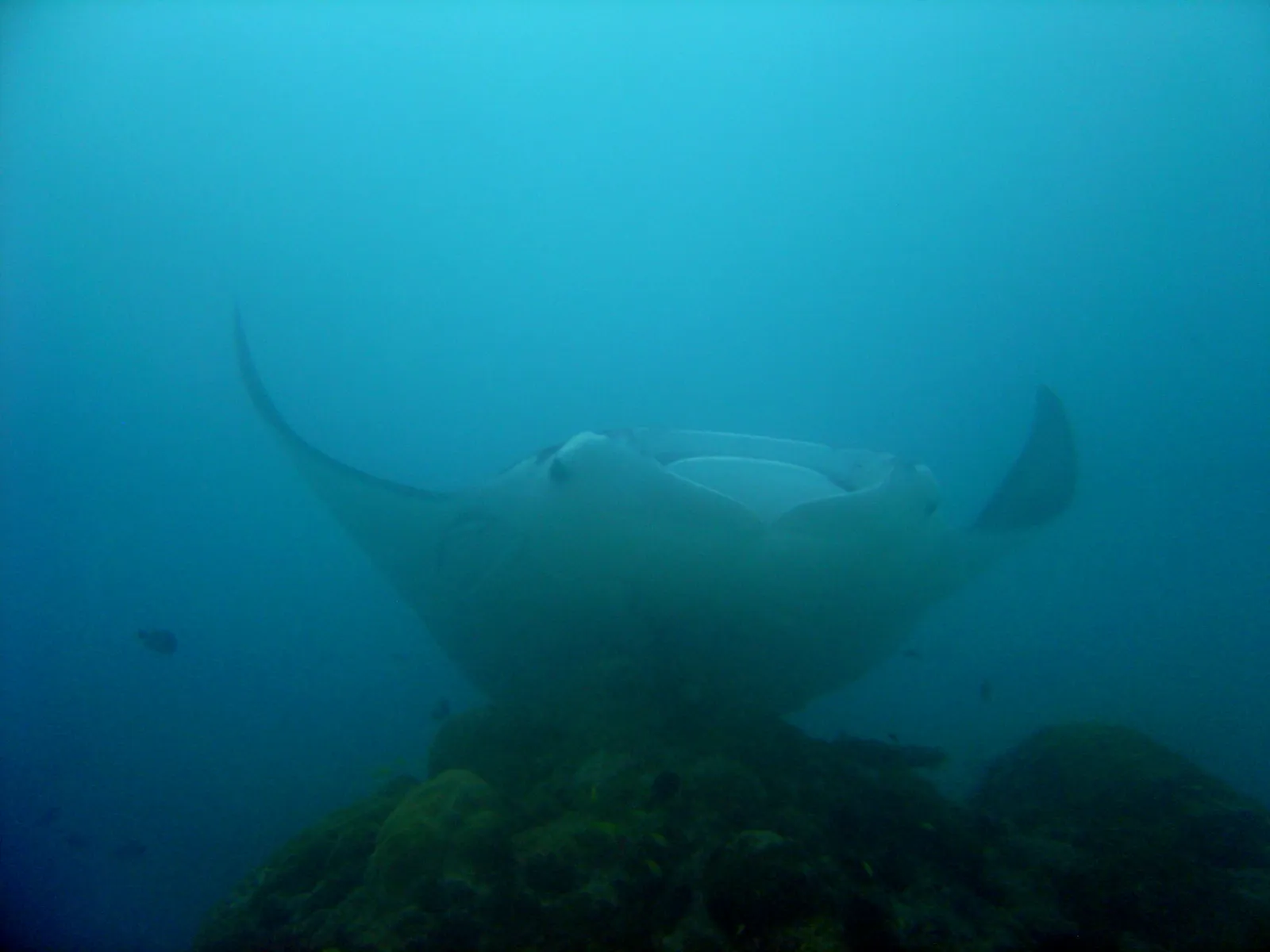 Manta ray — Reef1381