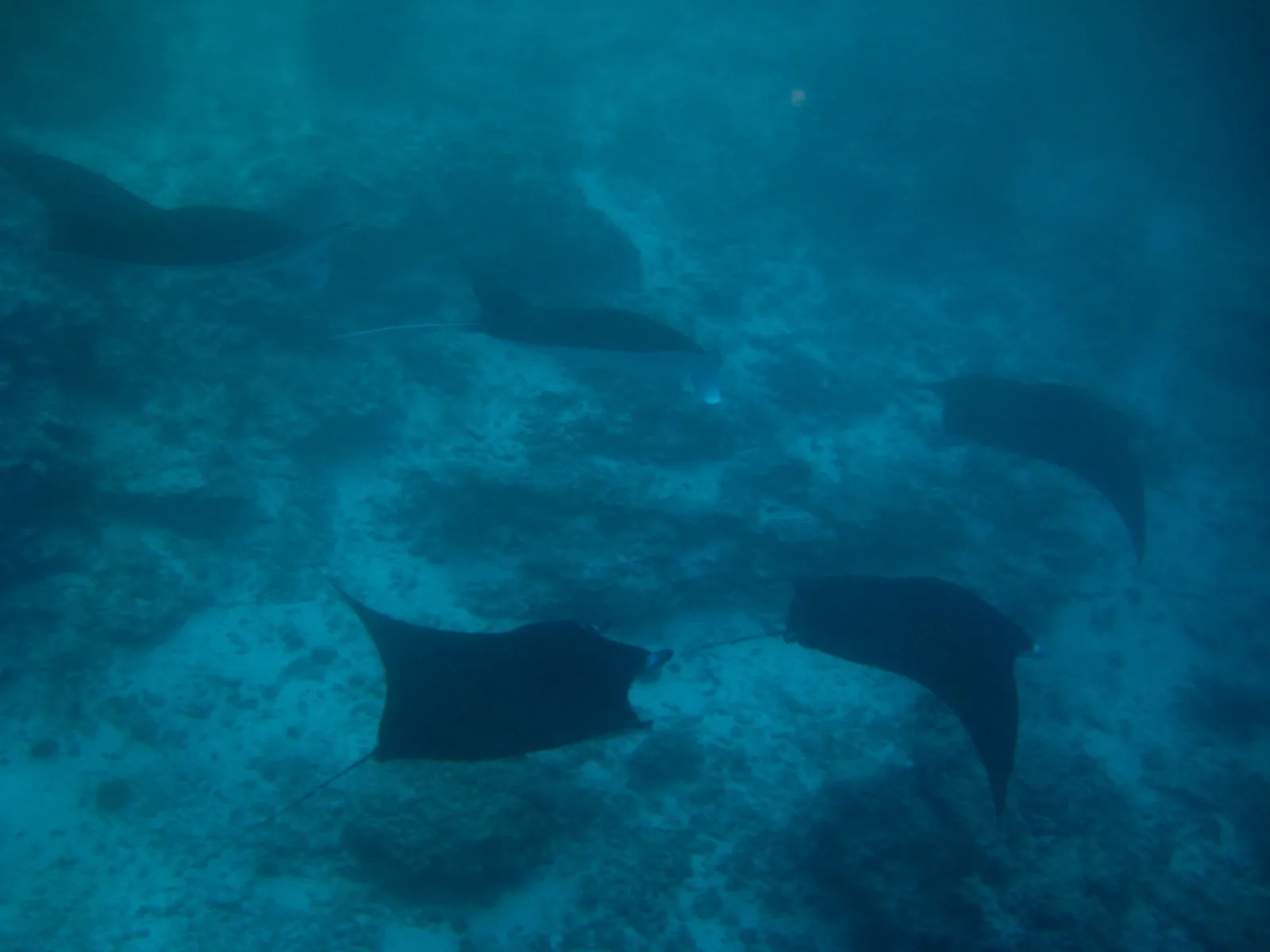 Manta ray — Reef2327