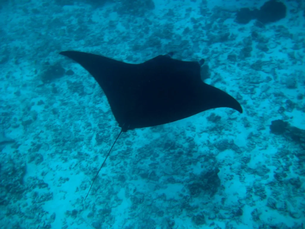 Manta, Castle, Crystal and Batu Bolong