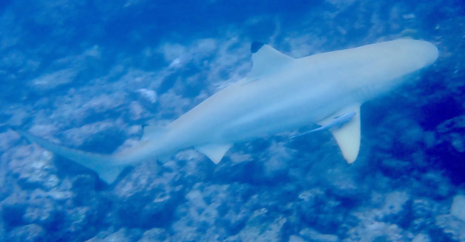 Reef shark — Blacktip Reef Shark imported from iNaturalist photo on 22 August 2024