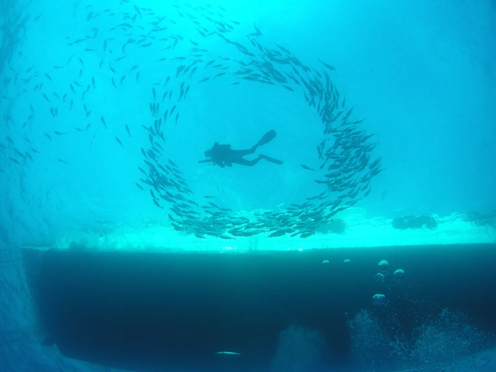 Scuba diver on a coral reef — FGBNMS - diver fish circle - Emma Hickerson NOAA