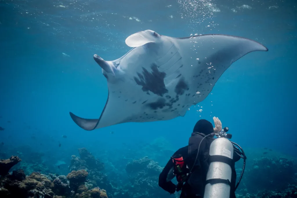 Mastering Raja Ampat Currents — Drift Diving for Advanced Divers