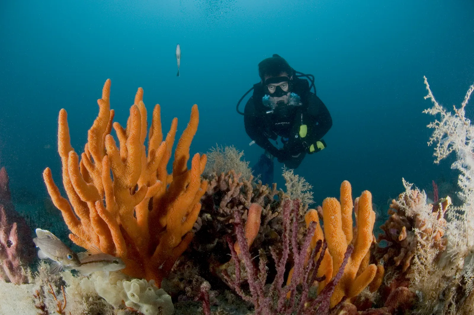 Scuba diver on a coral reef — Sanc0534 - Flickr - NOAA Photo Library