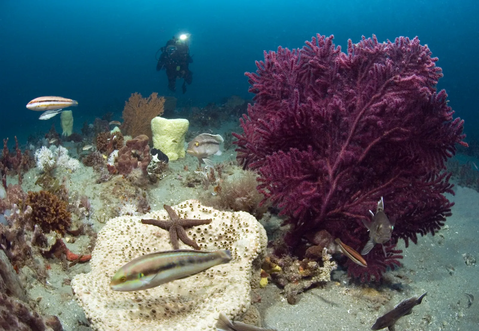Scuba diver on a coral reef — Sanc0535 - Flickr - NOAA Photo Library