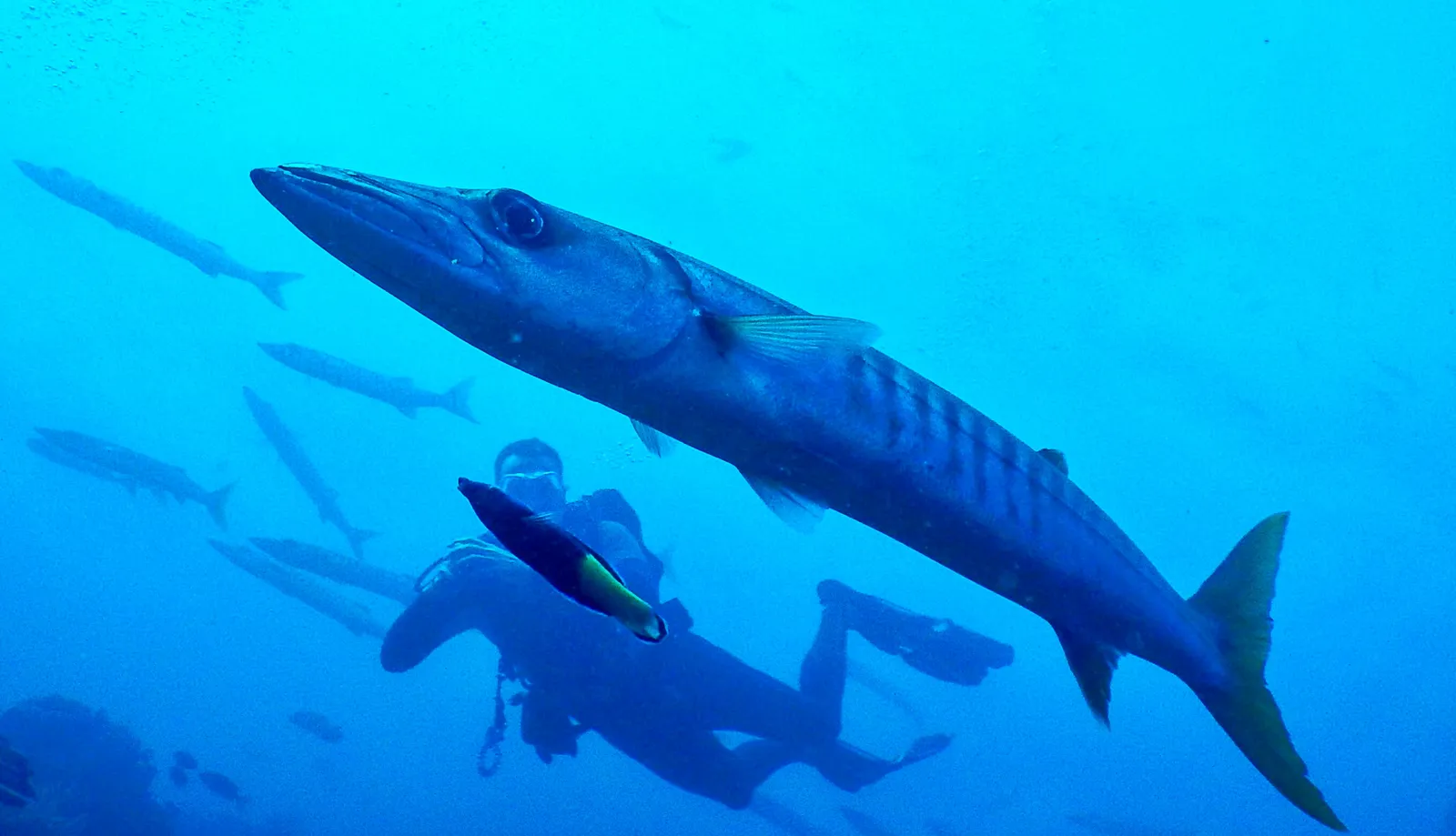 Scuba diver on a coral reef — Nepal and west Papua