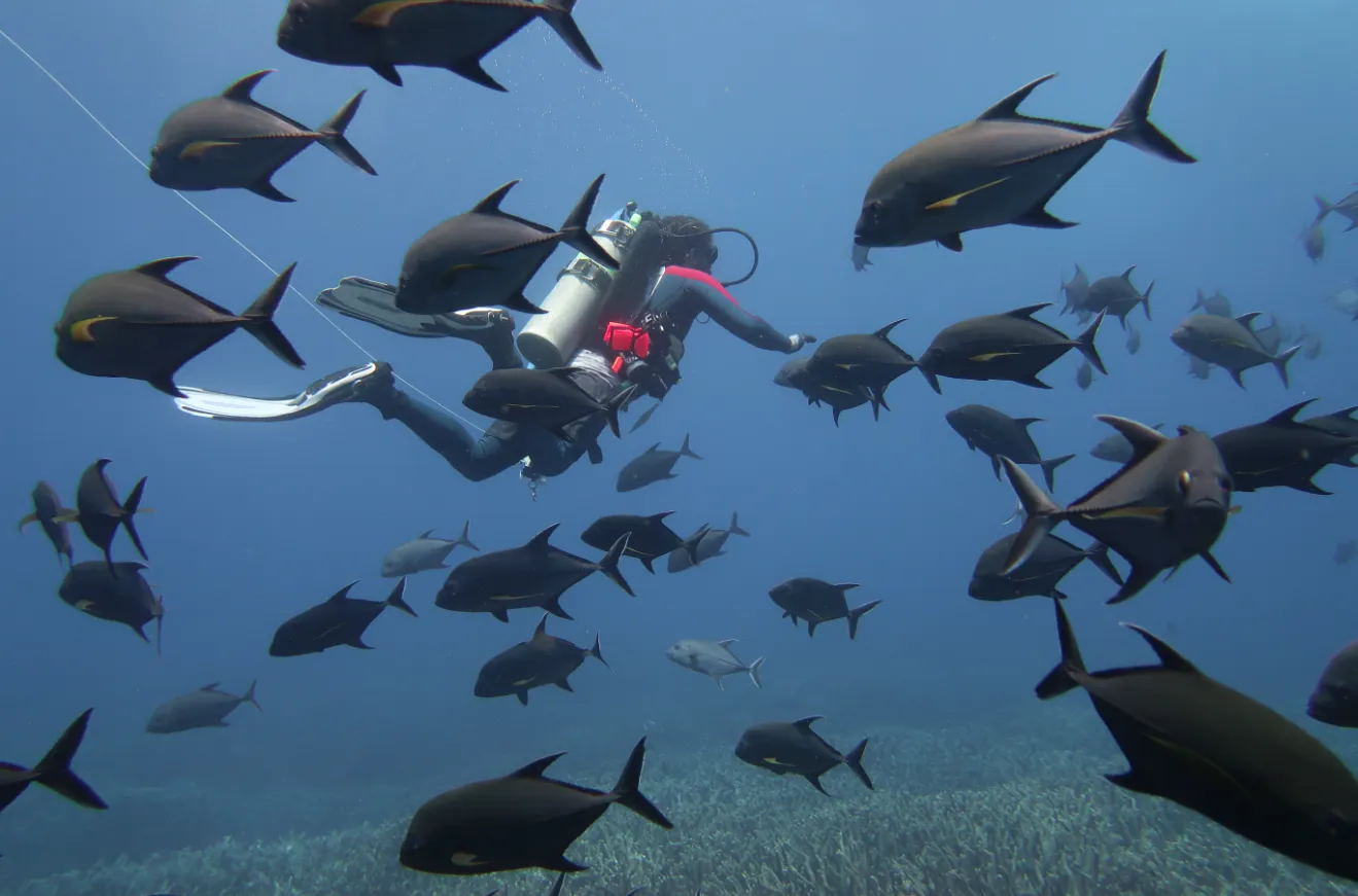 Scuba diver on a coral reef — NOAA diver black jacks Howland Island 2023
