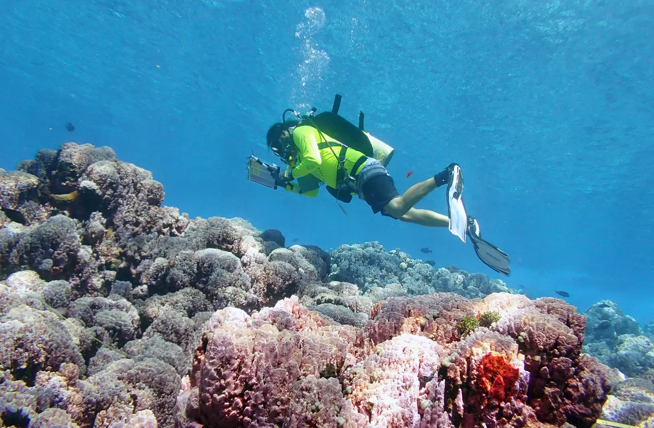 Scuba diver on a coral reef — NOAA diver measures coral Rose Atoll 2023