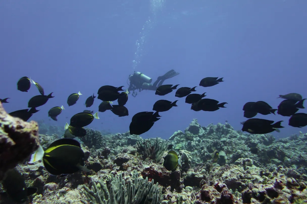 Scuba diver on a coral reef — Acanuthurus nigricans Ctenochaetus diver Aguijan 2022