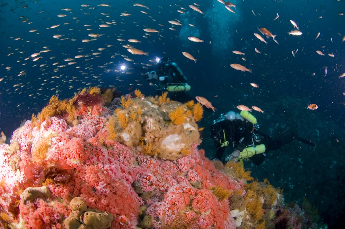 Scuba diver on a coral reef — CBNMS Orange Reef