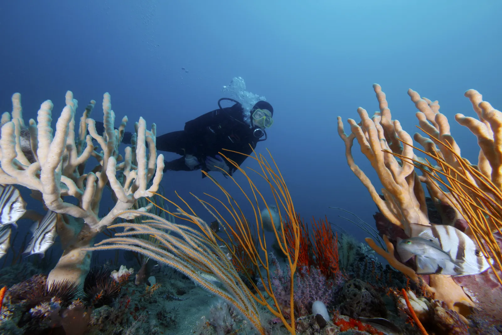 Scuba diver on a coral reef — GRNMS-Diver, sponges, gorgonians and fishes