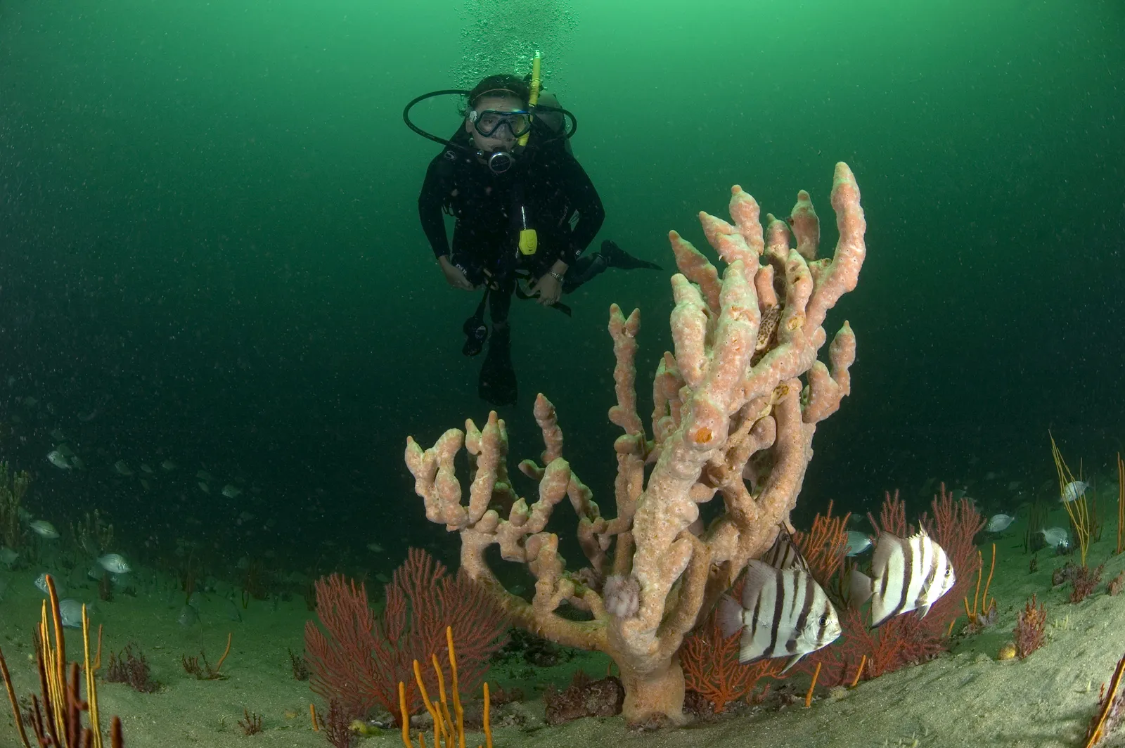 Scuba diver on a coral reef — GRNMS - Diver with branching sponge and spadefish