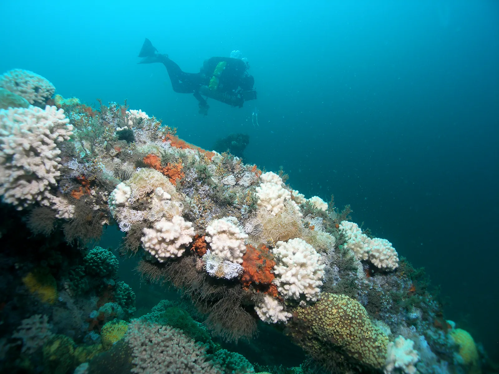 Scuba diver on a coral reef — MNMS - City Of Atlanta