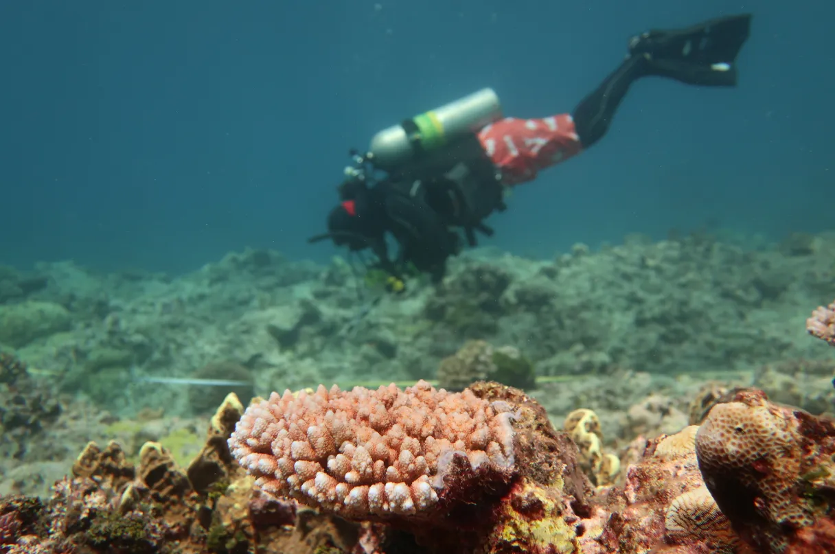 Scuba diver on a coral reef — NOAA diver Acropora Guam National Wildlife Refuge 2022