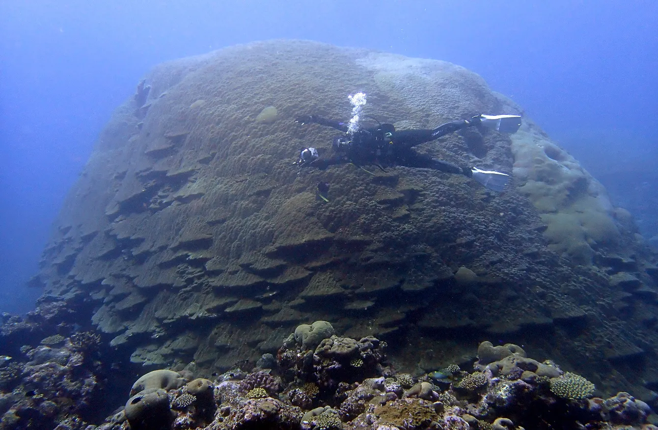 Scuba diver on a coral reef — Porites Big Momma Tau Island 2023