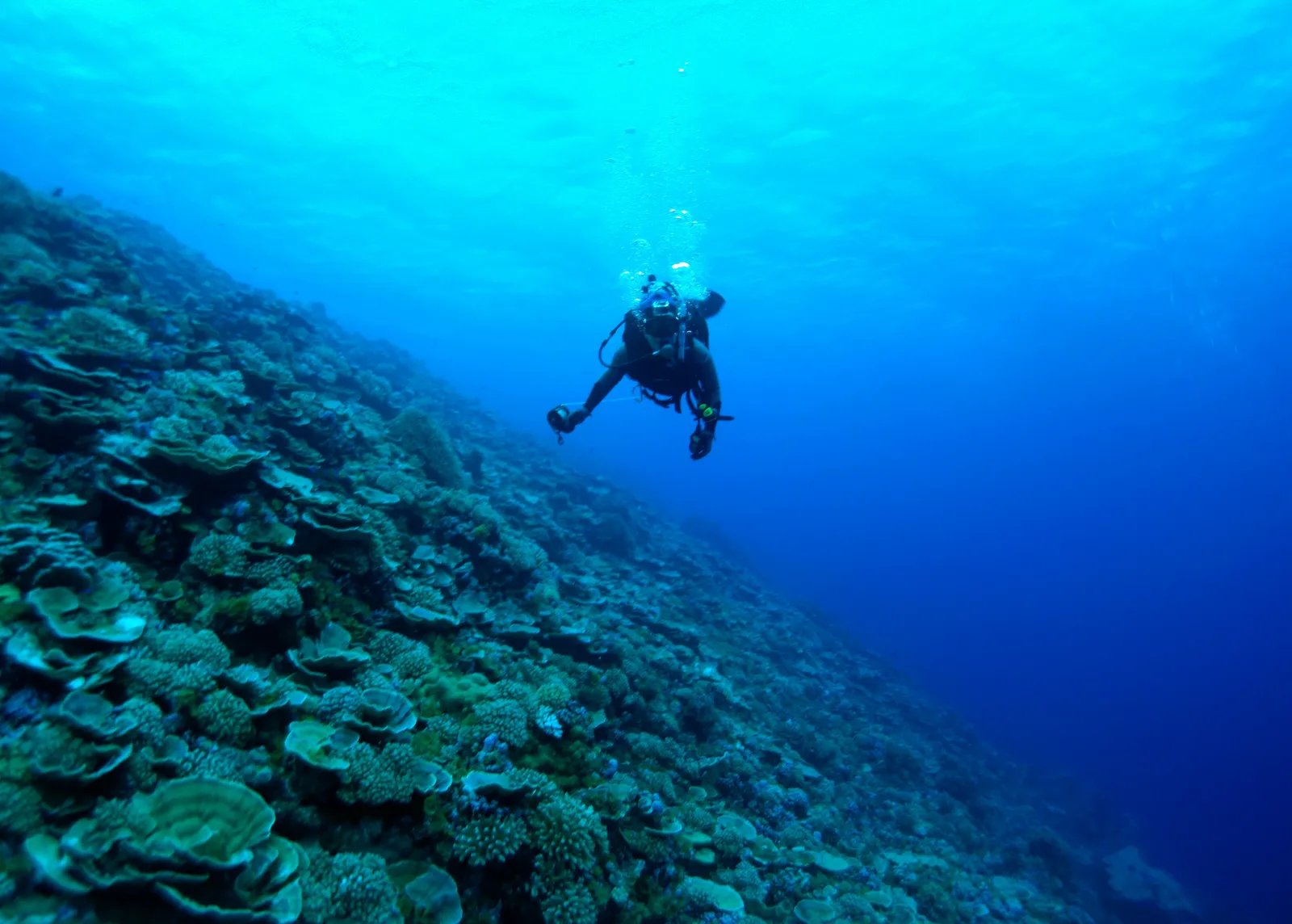 Scuba diver on a coral reef — NMSAS - Swains Island Diver