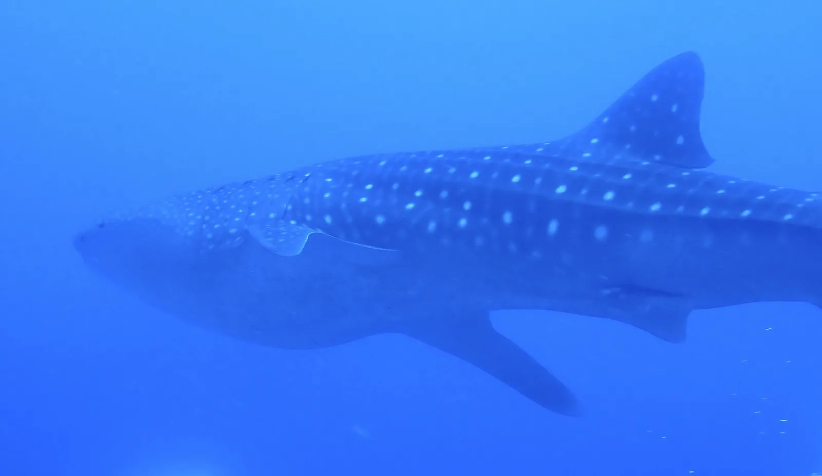Whale shark — Rhincodon typus