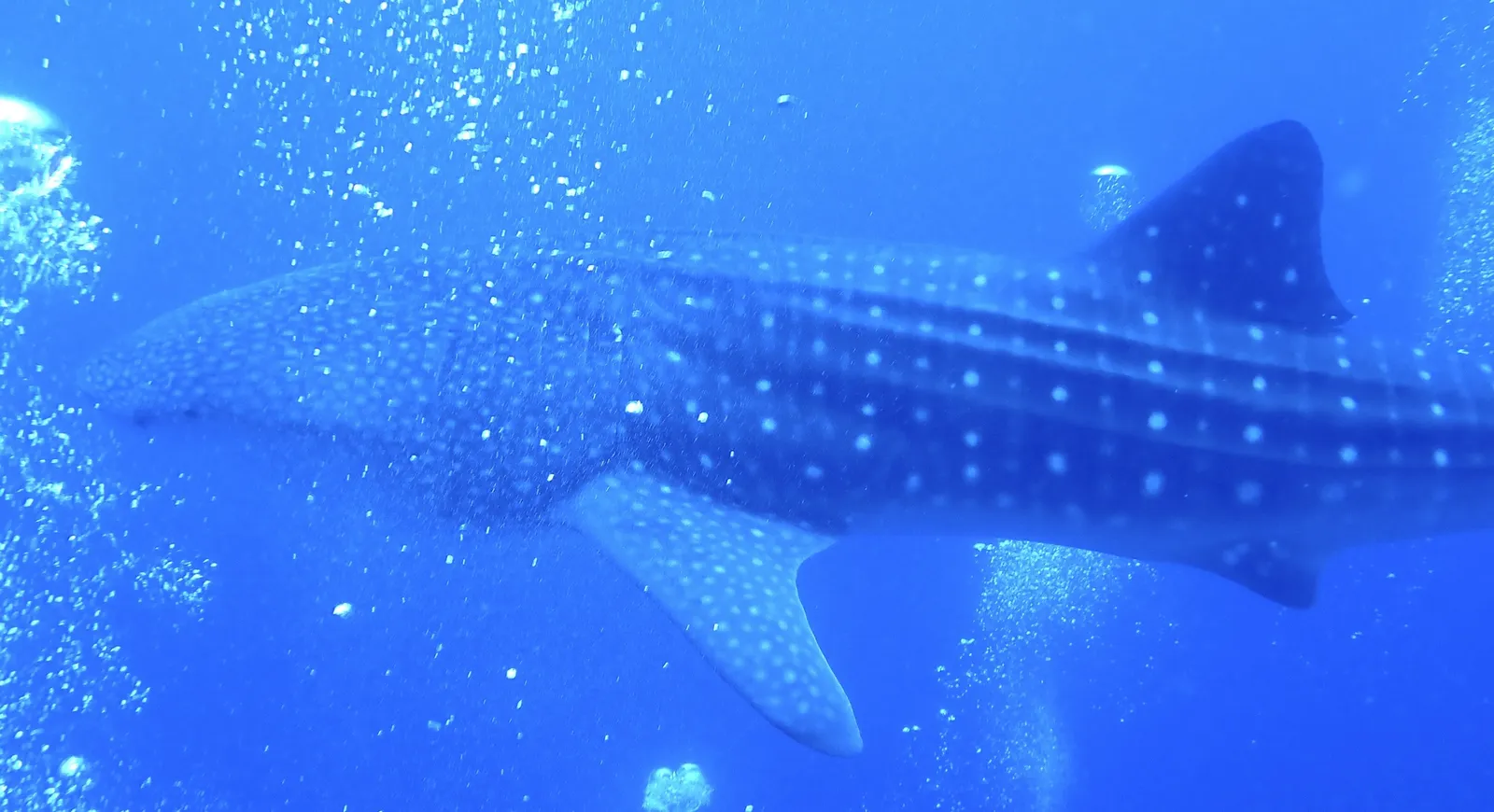 Whale shark — Rhincodon typus