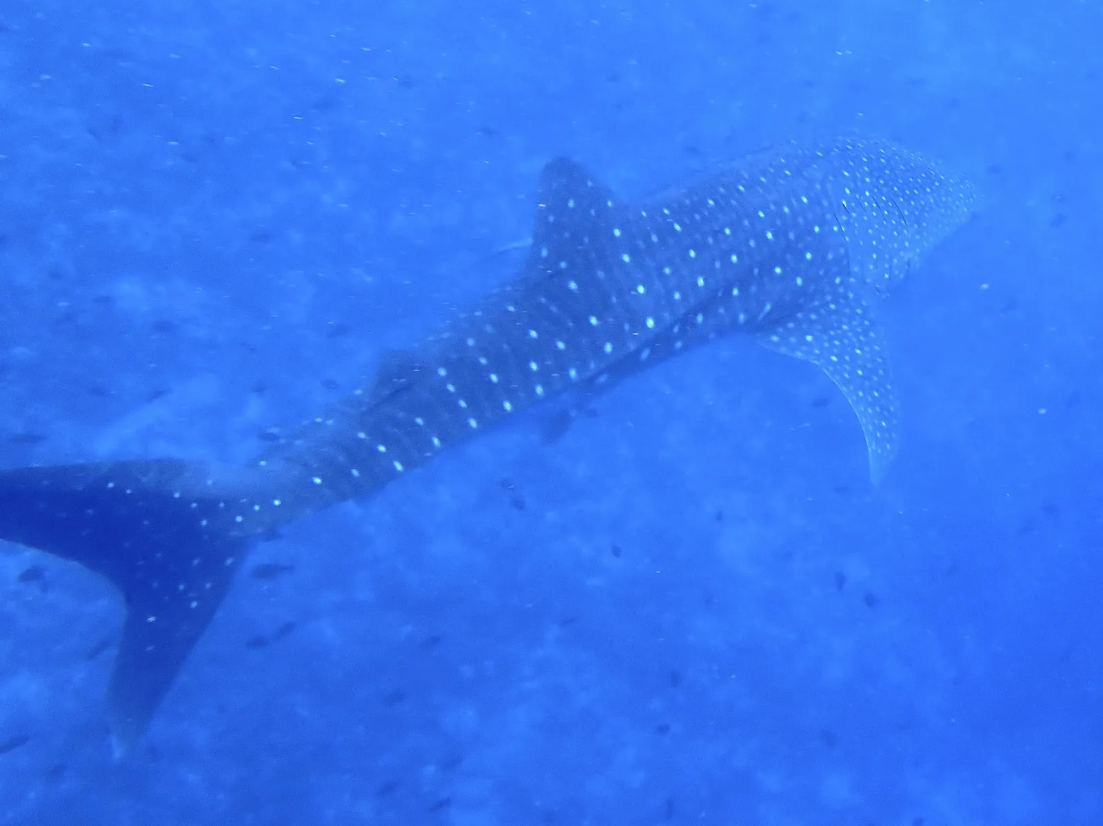 Whale shark — Rhincodon typus
