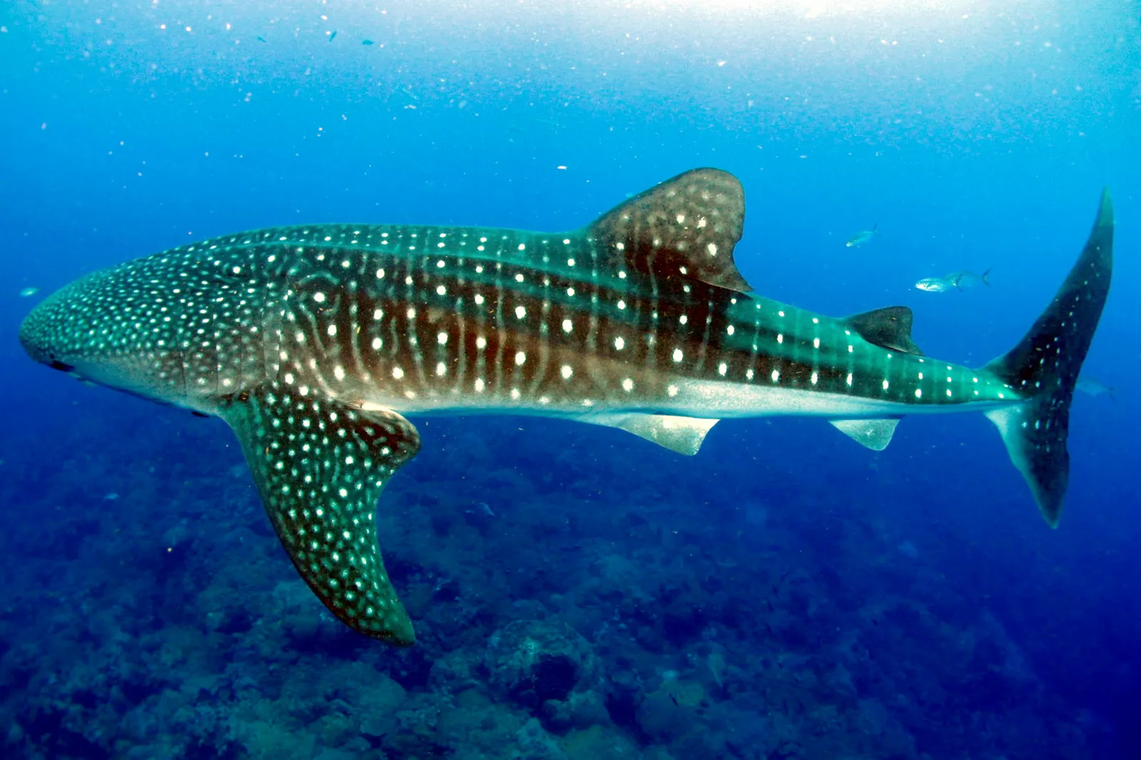 Whale shark — Rhincodon typus fgbnms