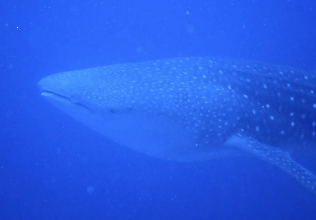 Cenderawasih Bay Whale Sharks: Add Kwatisore to Your Trip