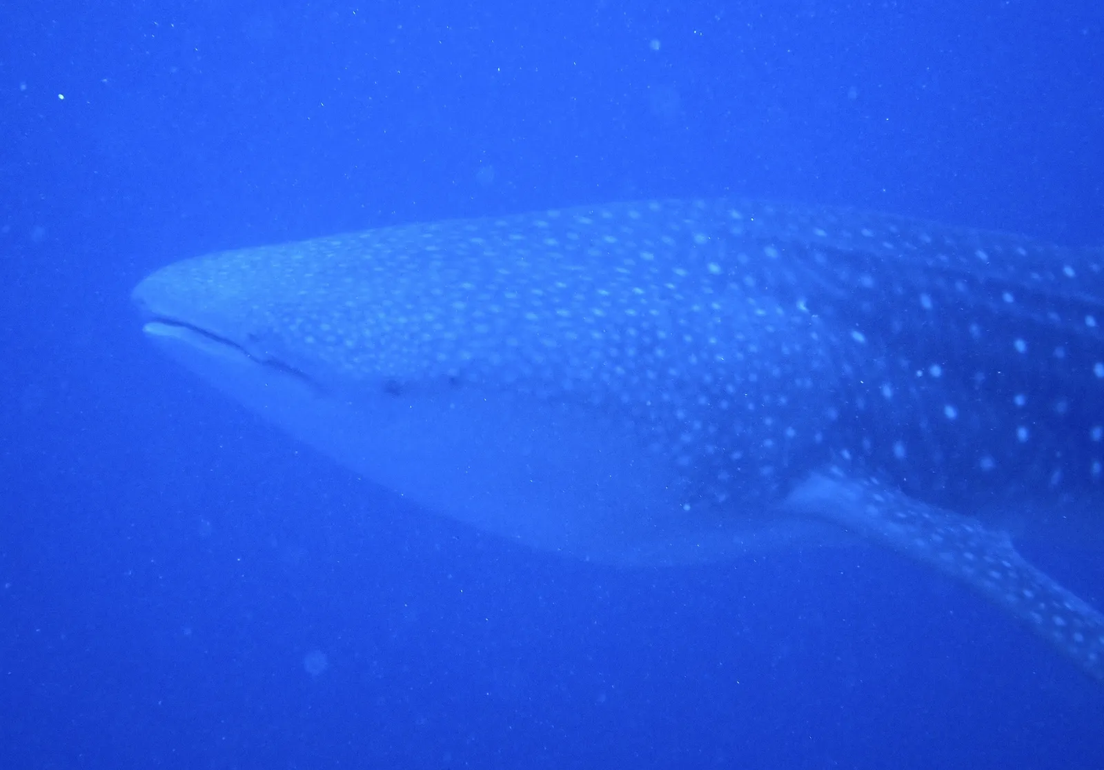 Whale shark — Rhincodon typus